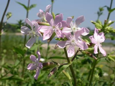 Soapwort flowers