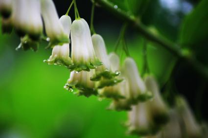 Solomon's Seal flowers (Polygonatum Multiflorum)