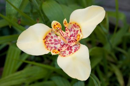 tiger-flower.jpg