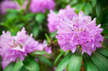 Rhododendron in bloom