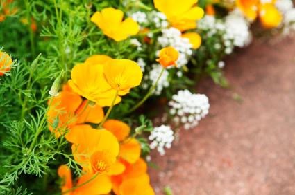 Garden border with California poppies