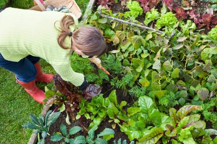 pulling carrots in vegetable garden