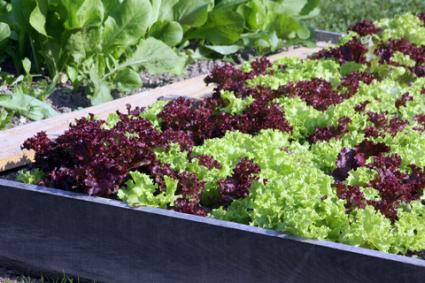 Raised bed of lettuce