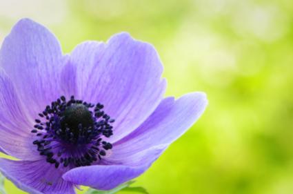 Purple anemone poppy