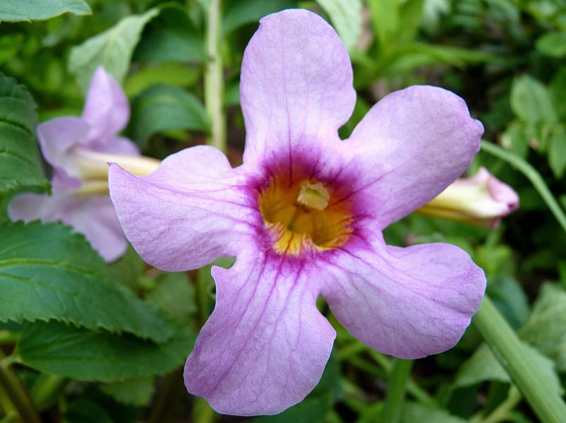 Perennial Trumpet Flowers LoveToKnow