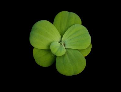 water lettuce