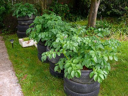 Potato tire stacks