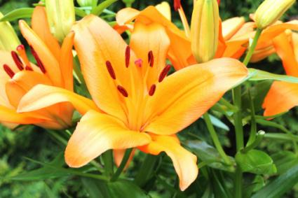 day lily