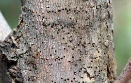 Signs That A Tree Is Dying Lovetoknow Signs That A Tree Is Dying Lovetoknow