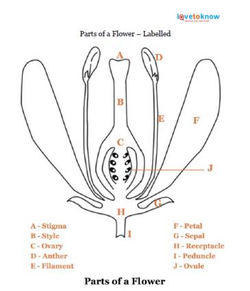 Parts Of A Flower Chart