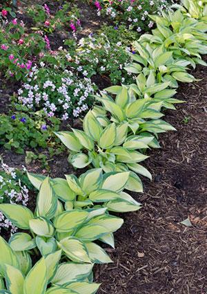 Hostas used for edging