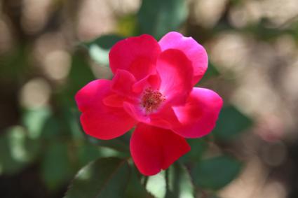Knock Out rose