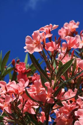 Oleander