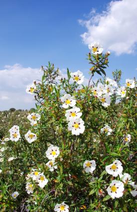 Rockrose