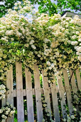 Spirea
