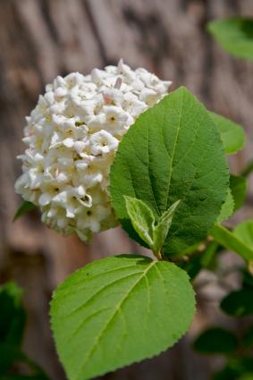 Viburnum