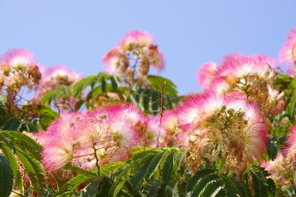 mimosa flowers and foliage