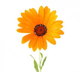Cape Marigold (Dimorphotheca)