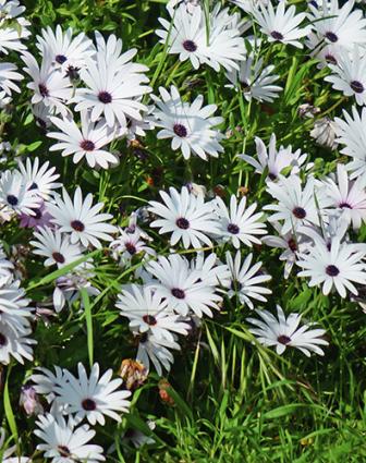 Planting of Cape Marigolds