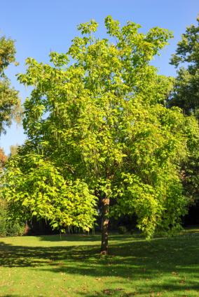 mature catalpa tree