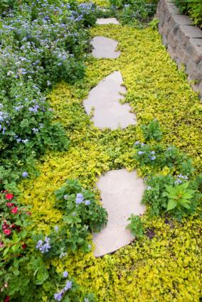 pathway planted with creeping jenny
