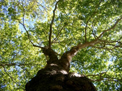 shade tree