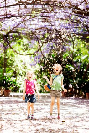 Wisteria canopy creating a petal shower