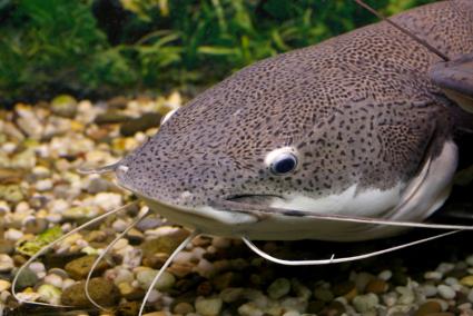 what is aquaponics