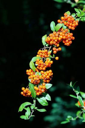 pyracantha with orange berries