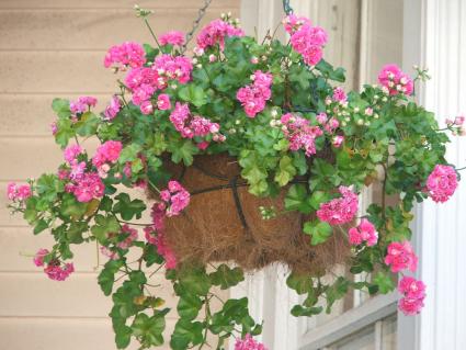 Hanging Plants | LoveToKnow