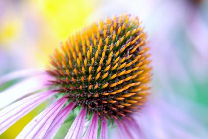 pruple coneflower
