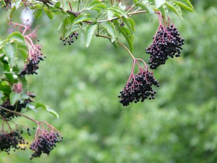 fruit hanging from elderberry branches