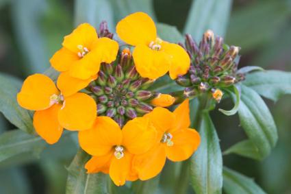 close up shot of a wallflower