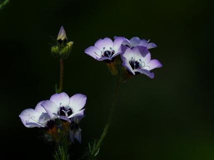 multi-colored gilia flowers