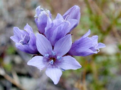 blue thimble Gilia