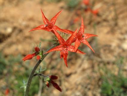 Scarlet Gilia
