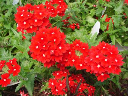 red trailing verbena