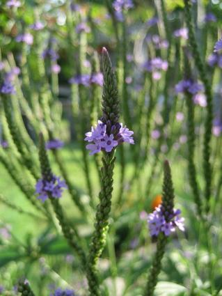 upright verbena