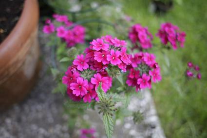 purple verbena flowers