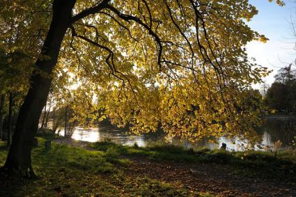 linden yellow leaves