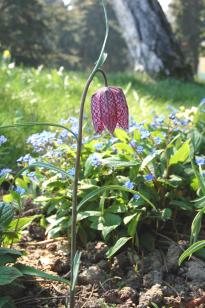 guinea hen fritillary