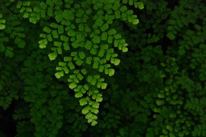 maidenhair fern in shade