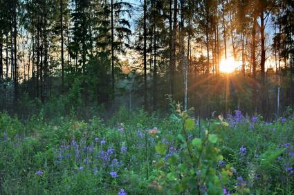 lino blu in un ambiente naturalizzato