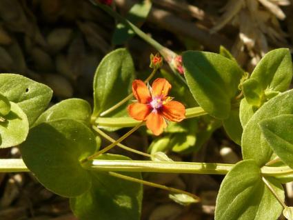Scarlet pimpernel