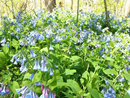 virginia bluebells