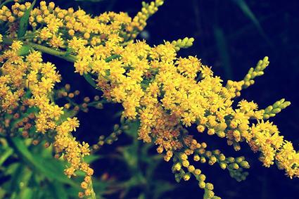plumed goldenrod