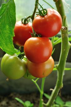 Growing Tomatoes