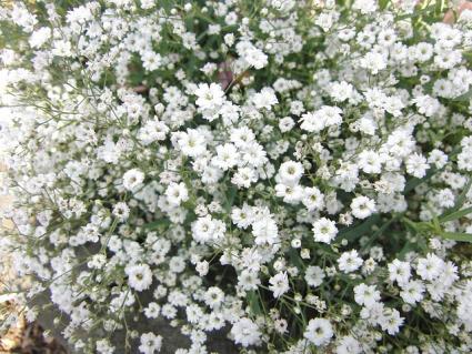 white baby's breath
