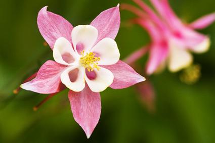 Pink Columbine