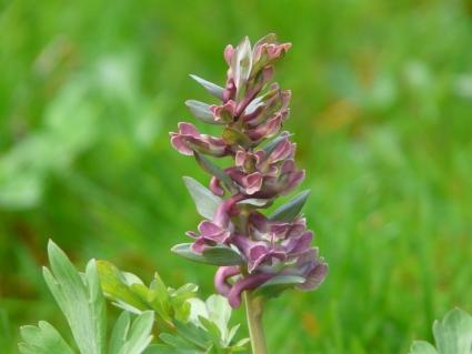 corydalis flower